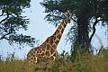0203 Murchison Falls N.P.