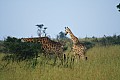 0204 Murchison Falls N.P.