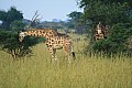 0205 Murchison Falls N.P.