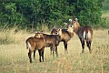 0207 Murchison Falls N.P.