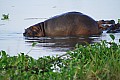 0208 Murchison Falls N.P.