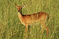 0210 Murchison Falls N.P.