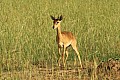 0211 Murchison Falls N.P.