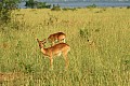 0212 Murchison Falls N.P.