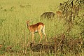 0213 Murchison Falls N.P.