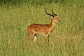 0214 Murchison Falls N.P.