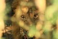 0215 Murchison Falls N.P.