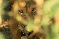 0216 Murchison Falls N.P.