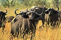 0217 Murchison Falls N.P.