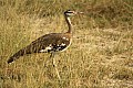 0218 Murchison Falls N.P.