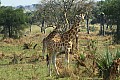 0220 Murchison Falls N.P.