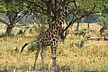 0221 Murchison Falls N.P.
