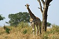 0222 Murchison Falls N.P.