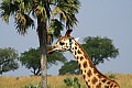 0223 Murchison Falls N.P.