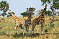 0224 Murchison Falls N.P.