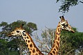 0225 Murchison Falls N.P.