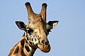 0226 Murchison Falls N.P.
