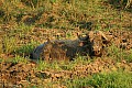 0231 Murchison Falls N.P.
