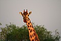 0232 Murchison Falls N.P.