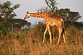 0233 Murchison Falls N.P.