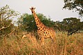 0234 Murchison Falls N.P.