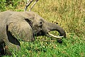 0237 Victoria Nile