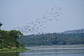 0242 Victoria Nile