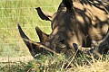0254 Ziwa Rhino Sanctuary