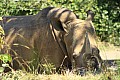 0255 Ziwa Rhino Sanctuary