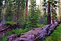 028 Yosemite NP