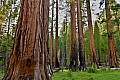 029 Yosemite NP