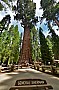041 Sequoia NP