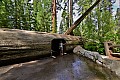 042 Sequoia NP