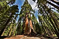 043 Sequoia NP