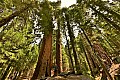 045 Sequoia NP
