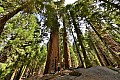 046 Sequoia NP
