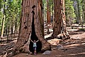 047 Sequoia NP