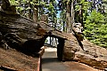 048 Sequoia NP