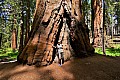 049 Sequoia NP