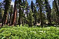 050 Sequoia NP