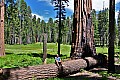 052 Sequoia NP