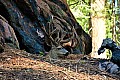 053 Sequoia NP