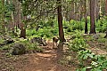 054 Sequoia NP