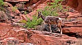 100 Valley of Fire SP