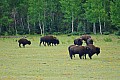 146 Gran Canyon - North Rim
