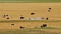 259 Antelope Island SP