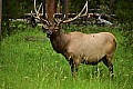 277 Yellowstone NP