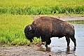 278 Yellowstone NP