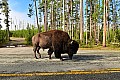 279 Yellowstone NP