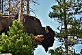 280 Yellowstone NP